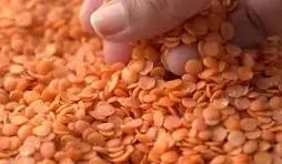 Masoor Dal (Red Lentils)