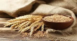 Wheat (Sharbati / Lokwan)