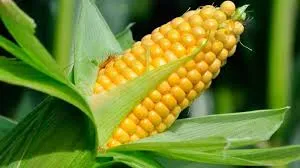 Maize (Yellow Corn)