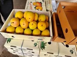 Alphonso Mango