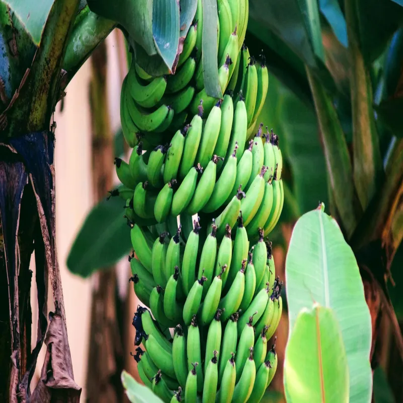 Fresh Banana